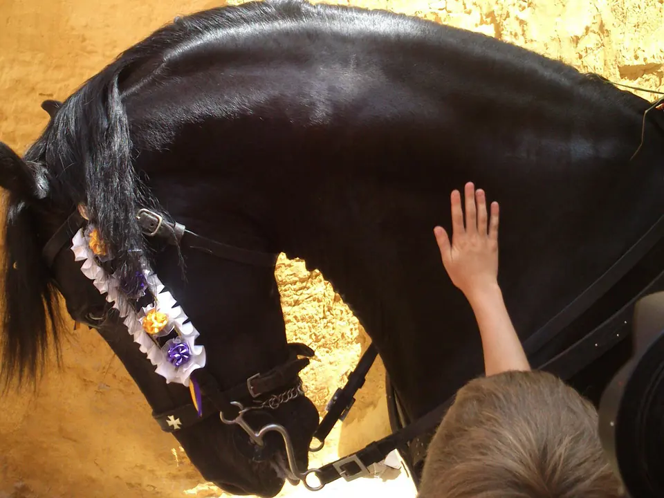 Cavall negre menorquí amb adorns florals mentre una mà l’acarona