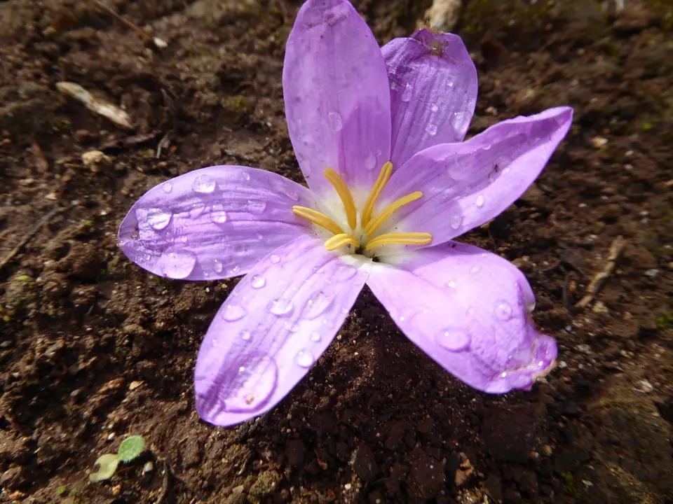 Flor lila amb gotes d’aigua sobre la terra