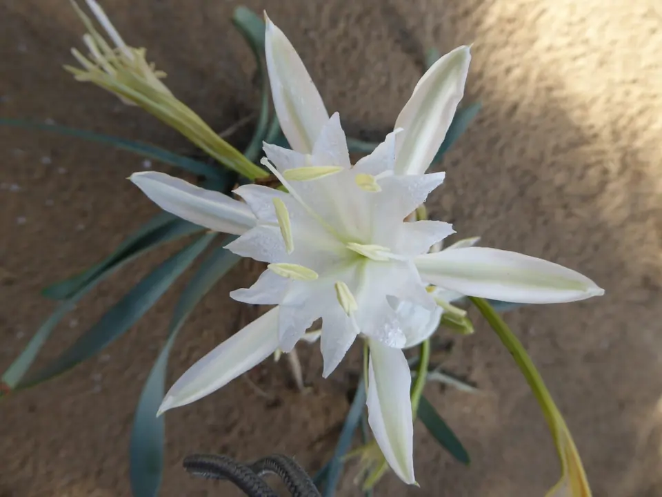 Flor blanca de lliri de mar sobre la sorra