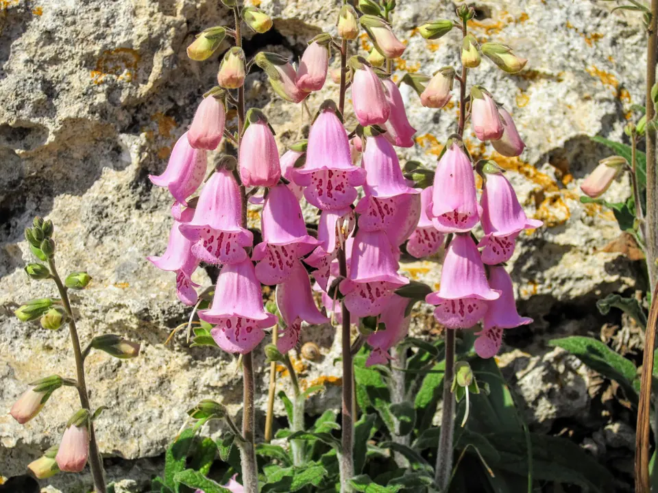 Flors rosades en forma de campaneta sobre una roca