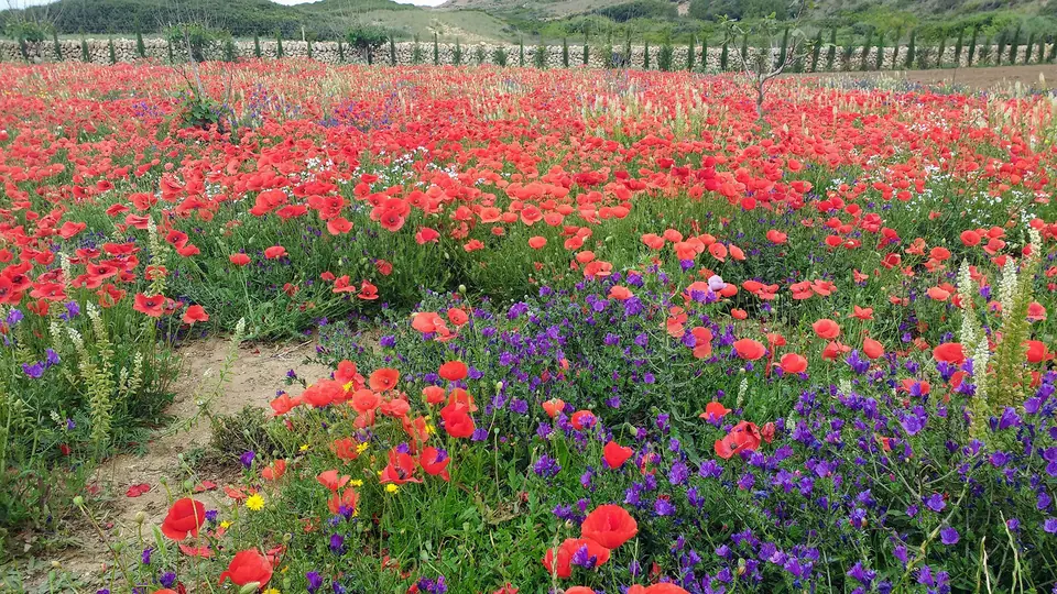 Camp de roselles i flors blaves
