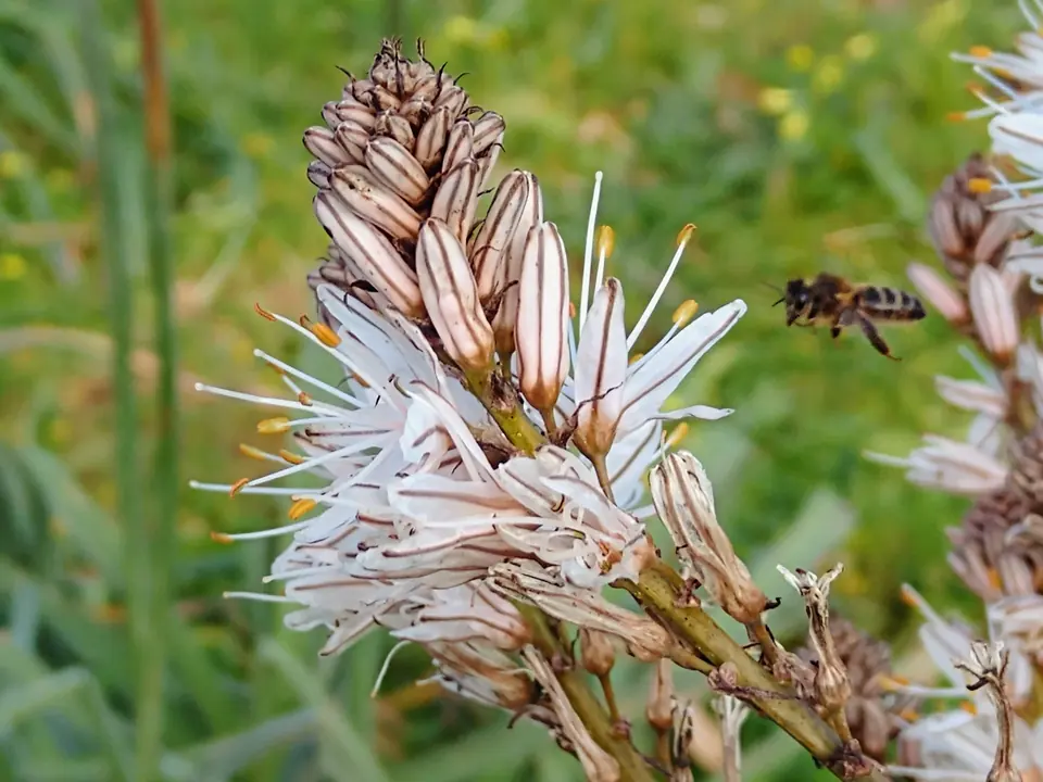 Flor blanca de gamó amb una abella