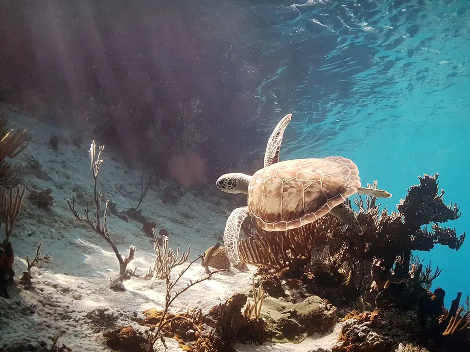 Tortuga marina nedant vora un fons rocós
