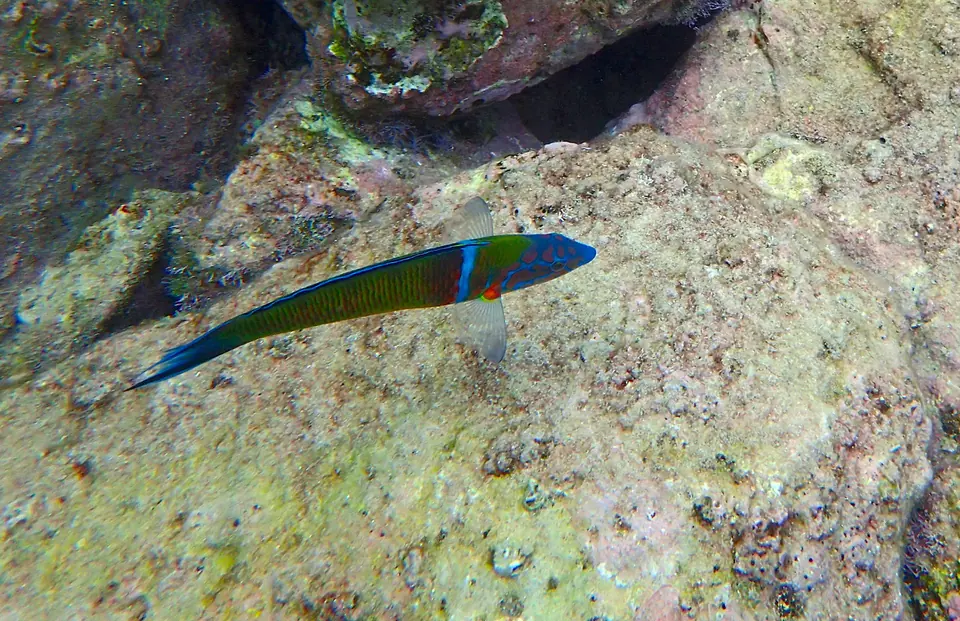 Peix verd i blau amb una franja groga sobre roques