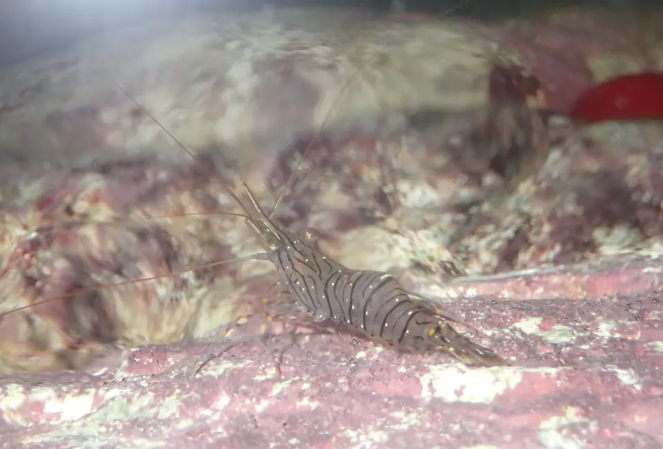 Gamba sobre una roca submarina