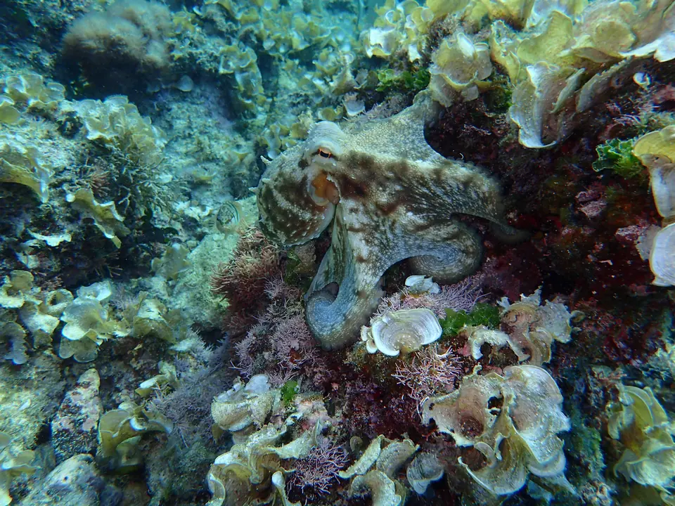 Fons marí amb algues i corals de colors