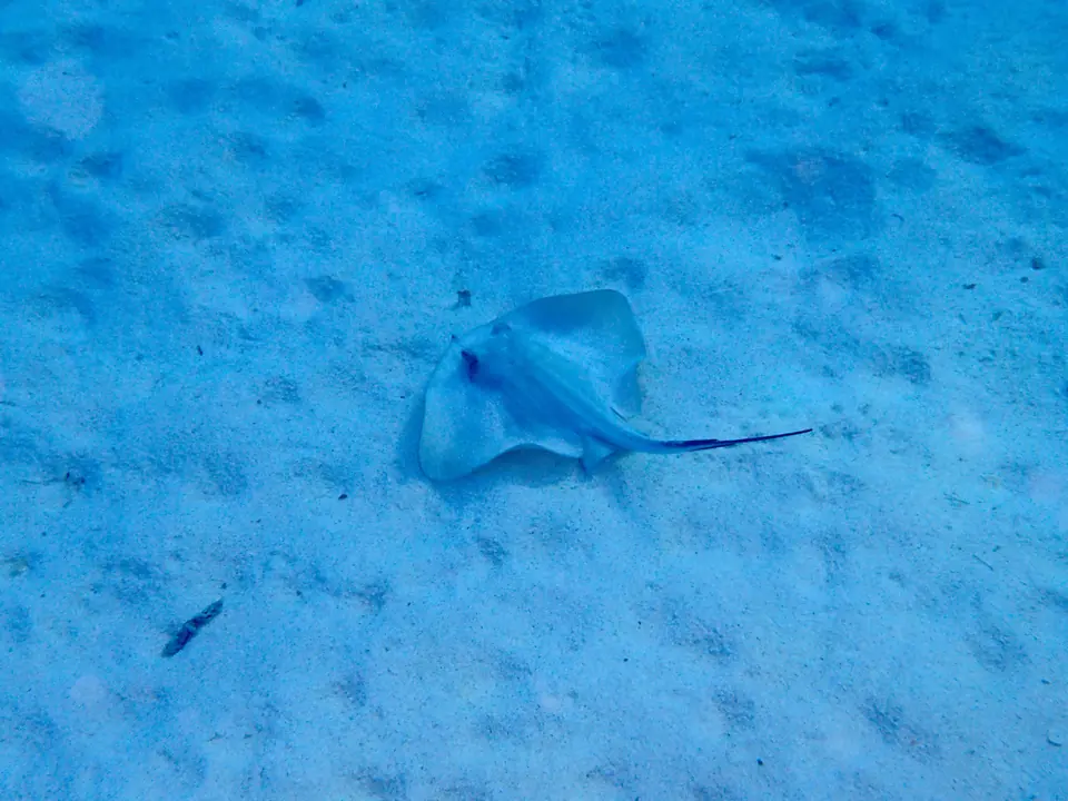 Ratjada sobre un fons sorrenc blau