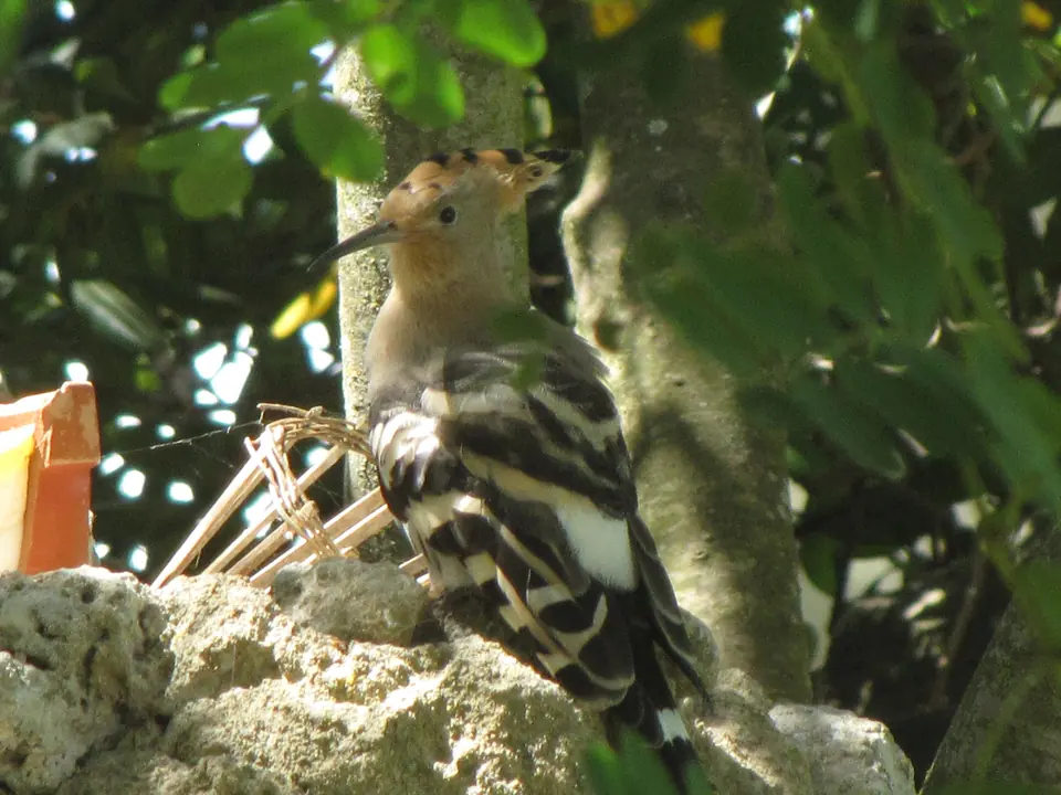 Puput en un arbre vora una roca