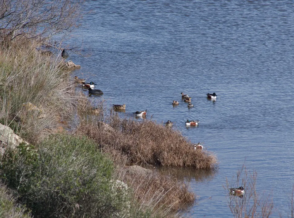 Ocells aquàtics a la vora d’una llacuna