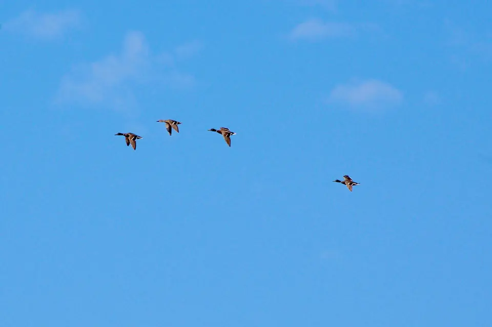 Estol d’ànecs en vol sobre un cel blau