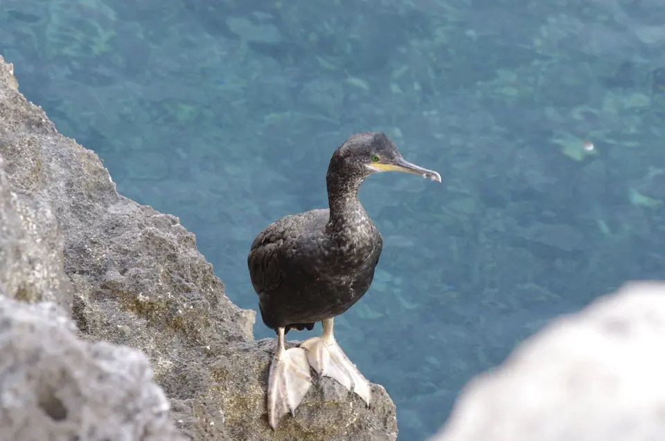 Corb marí posat sobre una roca vora el mar