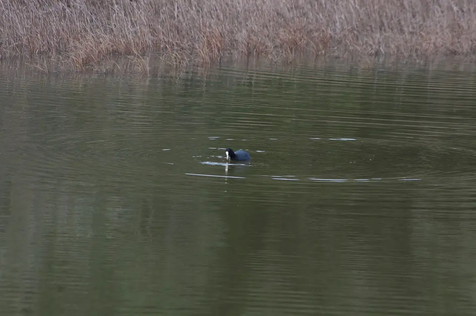 Ocell aquàtic nedant en una llacuna