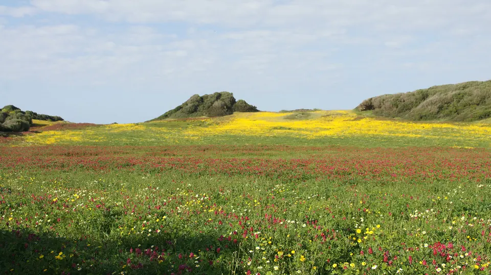 Prat amb flors grogues i turons al fons