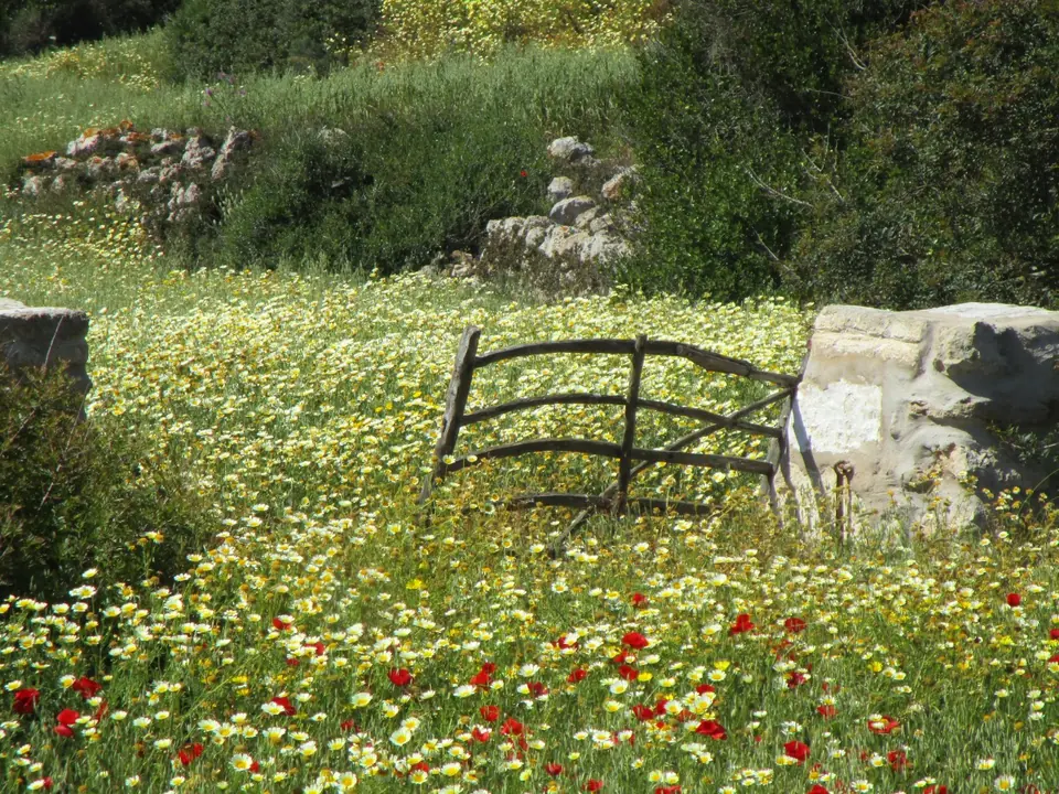 Prat de margarides i roselles amb una barrera de fusta vora una paret de pedra