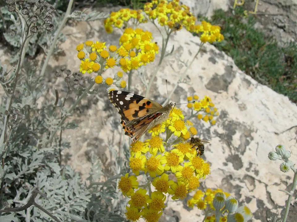 Papallona posada sobre flors grogues damunt una roca