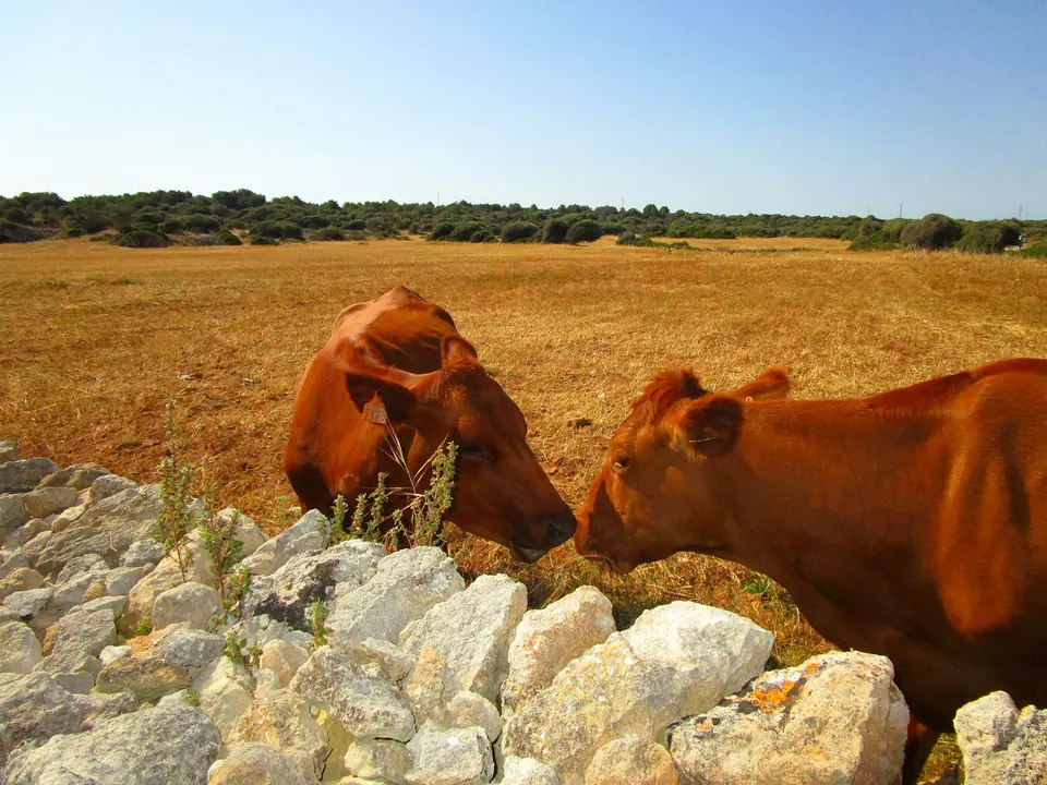 Dues vaques de pelatge rogenc vora una paret de pedra