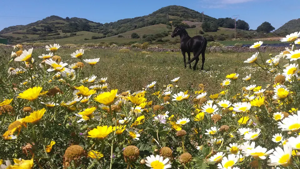 Cavall negre en un prat de margarides grogues i blanques
