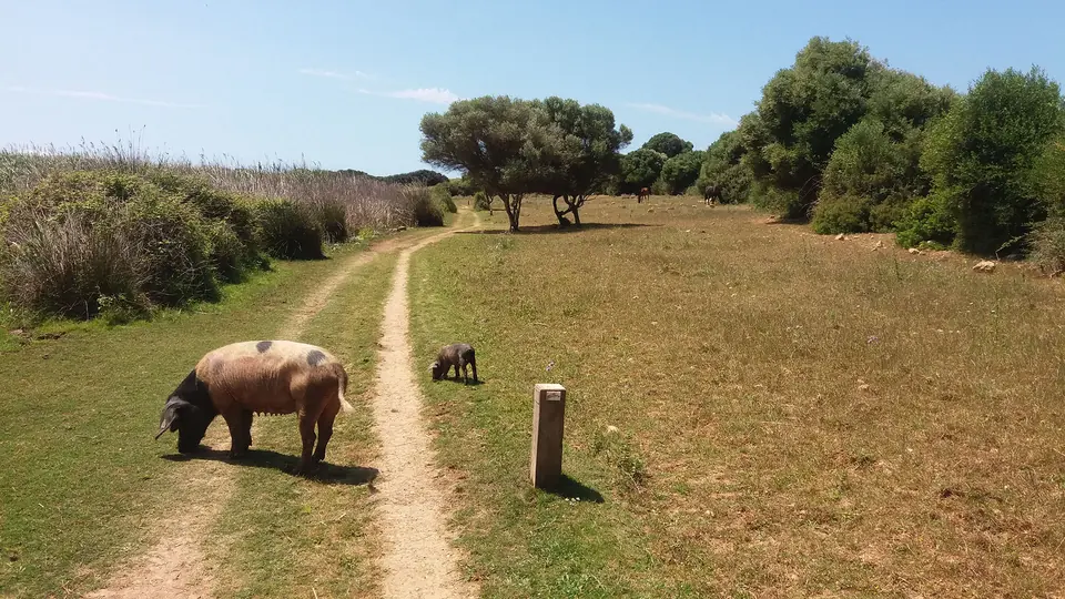 Porc en un camí de terra entre camps