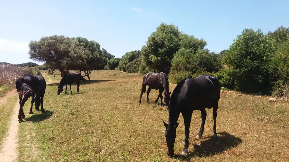 Cavalls pasturant en una devesa amb arbres